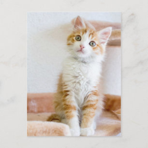 Sweet Blue Eyed Kitty Postcard