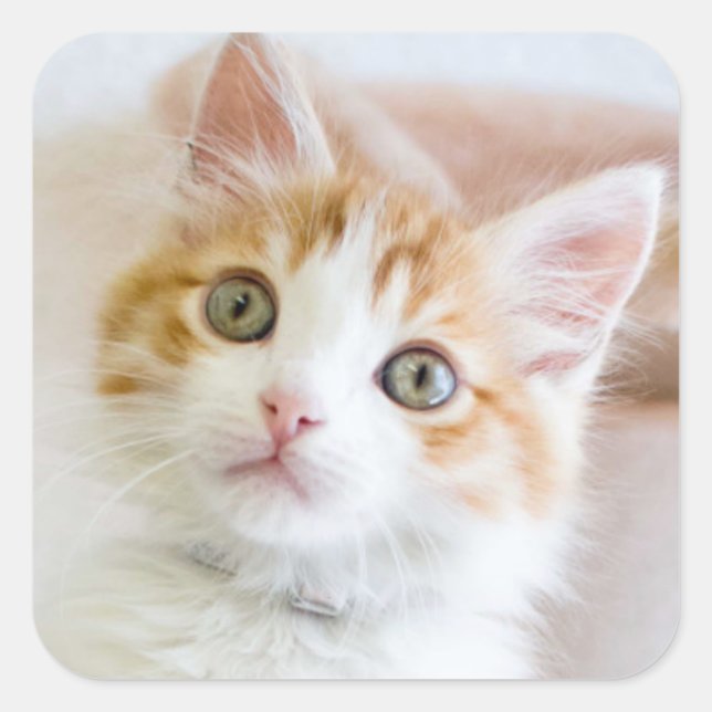 Sweet Blue Eyed Kitty Square Sticker (Front)