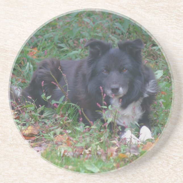 Sweet Border Collie Dog Drink Coaster (Front)