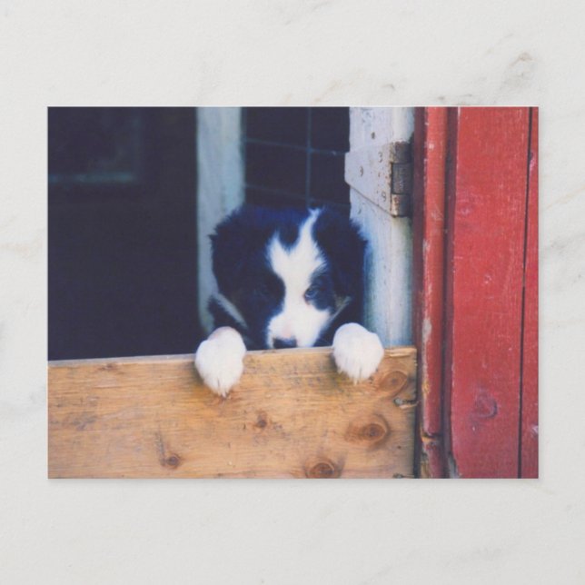 Sweet Border Collie Puppy Dog Postcard (Front)