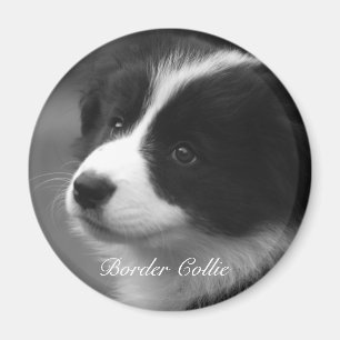 Sweet Border Collie puppy Magnet