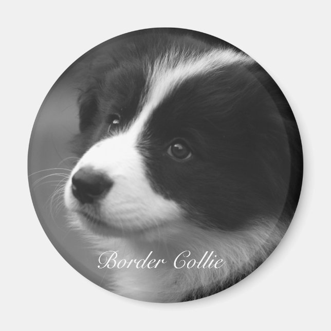 Sweet Border Collie puppy Magnet (Front)