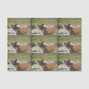 Sweet Boxer Tissue Paper
