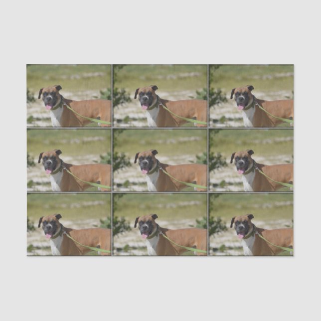 Sweet Boxer Tissue Paper (Front)