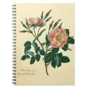 Sweet Briar Rose Notebook