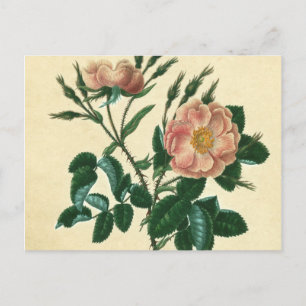 Sweet Briar Rose Postcard