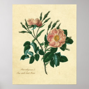 Sweet Briar Rose Poster