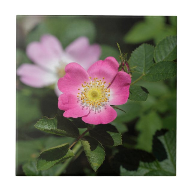 Sweet Briar Rose (Rosa rubiginosa) Ceramic Tile (Front)