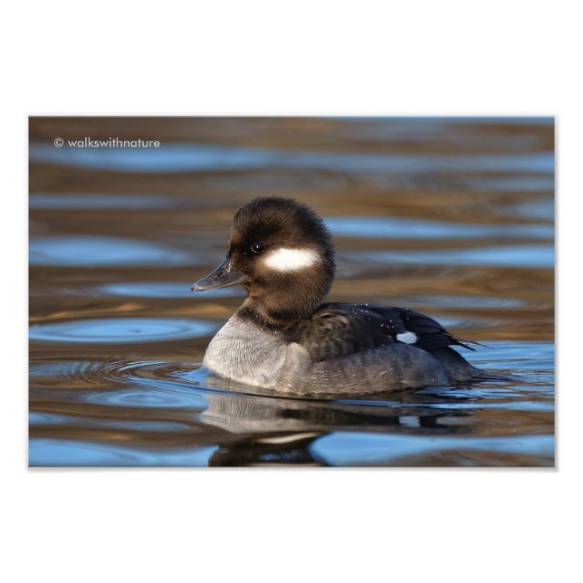 Sweet Bufflehead Duck on Sunlit Waters Photo Print (Front)
