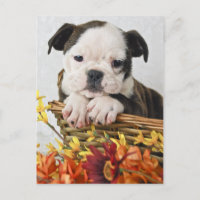 Sweet Bulldog Puppy