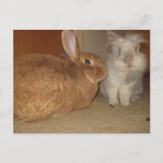 sweet bunnies postcard