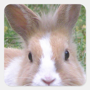 sweet bunny square sticker