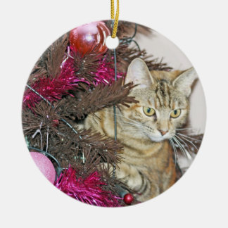 sweet cat inside a christmas tree ornament