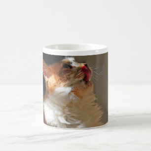 Sweet Cat Sammi Lovely Cute Photograph Coffee Mug