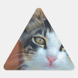 Sweet Cat with enchanting eyes Triangle Sticker