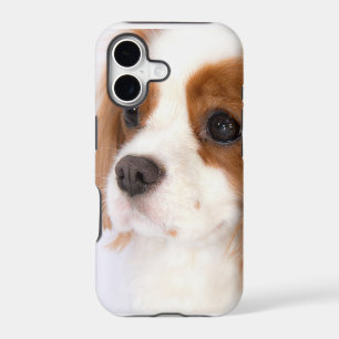 Sweet Cavalier King Charles Spaniel iphone 5g Case