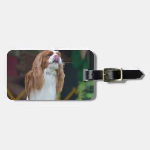 Sweet Cavalier King Charles Spaniel Luggage Tag