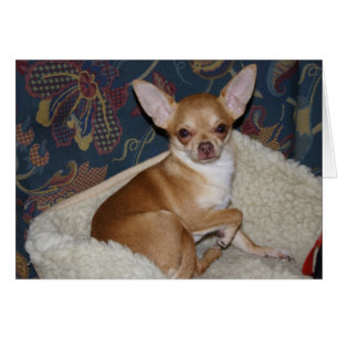 Sweet Charlie Chihuahua