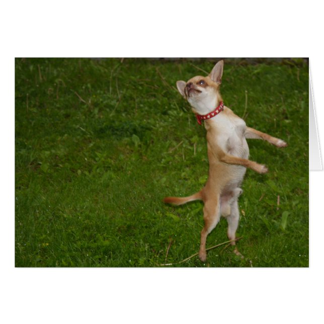 Sweet Charlie Chihuahua (Front Horizontal)