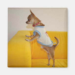 Sweet Charlie Chihuahua Magnet