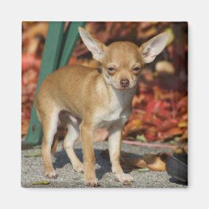 Sweet Charlie Chihuahua Magnet