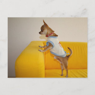 Sweet Charlie Chihuahua Postcard