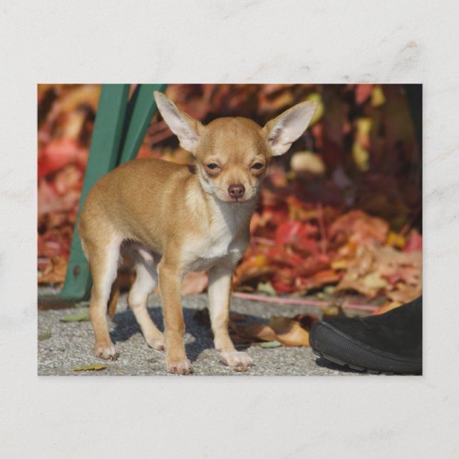 Sweet Charlie Chihuahua Postcard (Front)