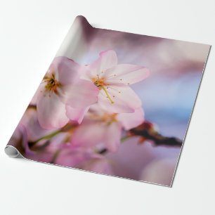Sweet Cherry Blossoms Of Pink Colour And Blue Sky Wrapping Paper