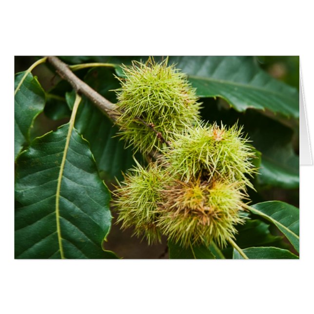 Sweet Chestnut (Front Horizontal)