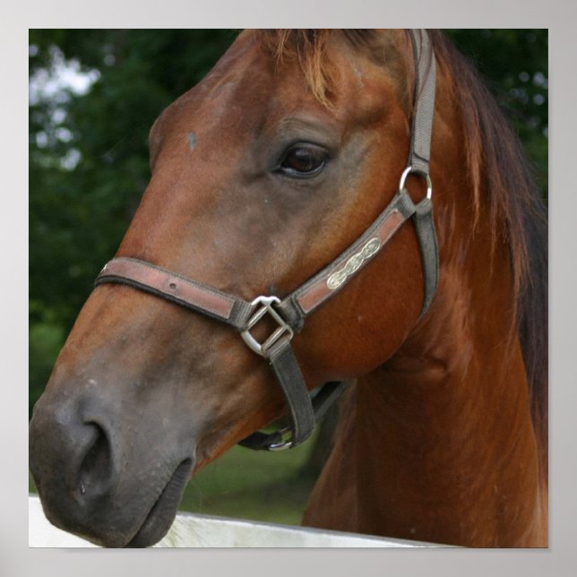 Sweet Chestnut Horse Poster (Front)
