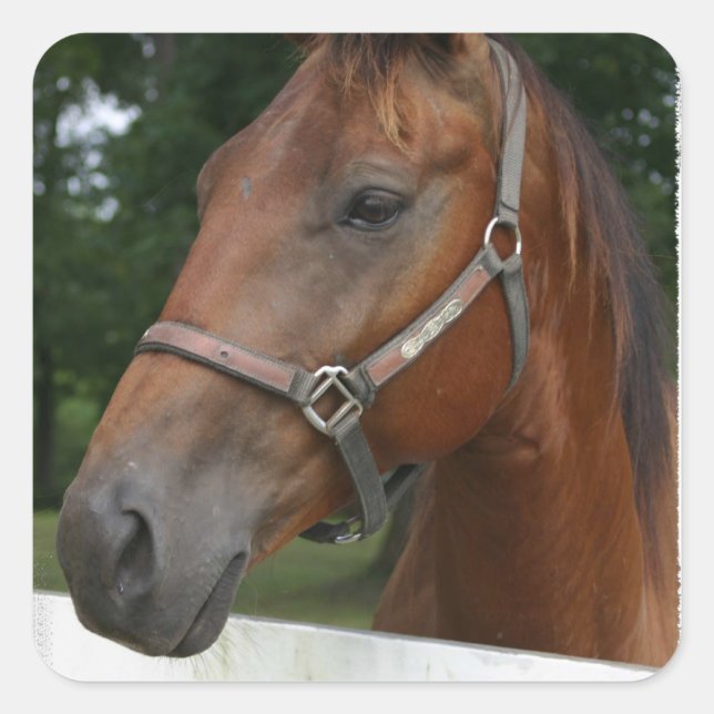 Sweet Chestnut Horse Stickers (Front)