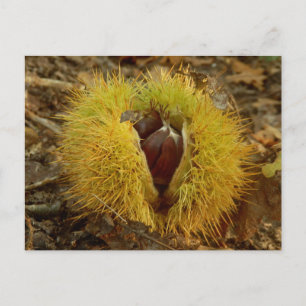 Sweet Chestnut Postcard