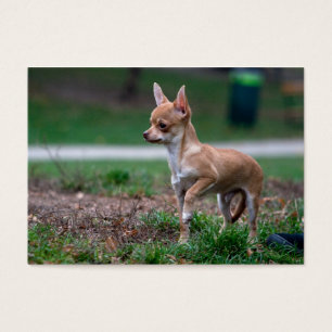 Sweet Chihuahua Puppy Gundog Wannabe