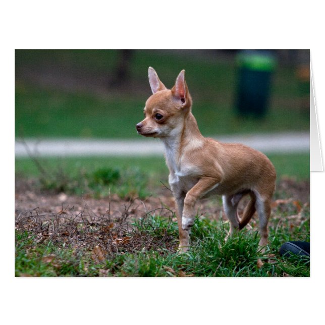 Sweet Chihuahua Puppy Gundog Wannabe (Front Horizontal)