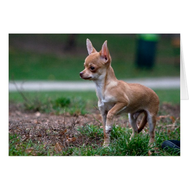 Sweet Chihuahua Puppy Gundog Wannabe (Front Horizontal)