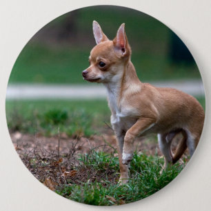 Sweet Chihuahua Puppy Gundog Wannabe 6 Cm Round Badge