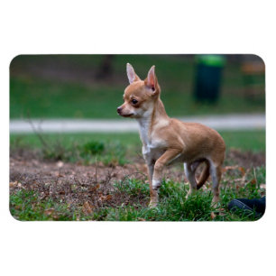 Sweet Chihuahua Puppy Gundog Wannabe Magnet