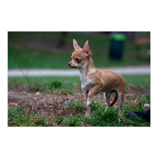 Sweet Chihuahua Puppy Gundog Wannabe Poster (Front)