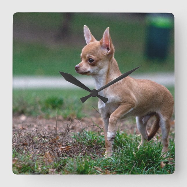 Sweet Chihuahua Puppy Gundog Wannabe Square Wall Clock (Front)