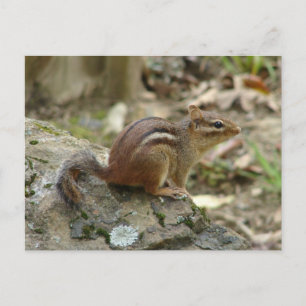 Sweet Chipmunk Hot Springs National Park Gifts Postcard