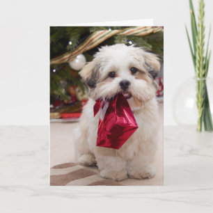 Sweet Christmas Puppy Cards