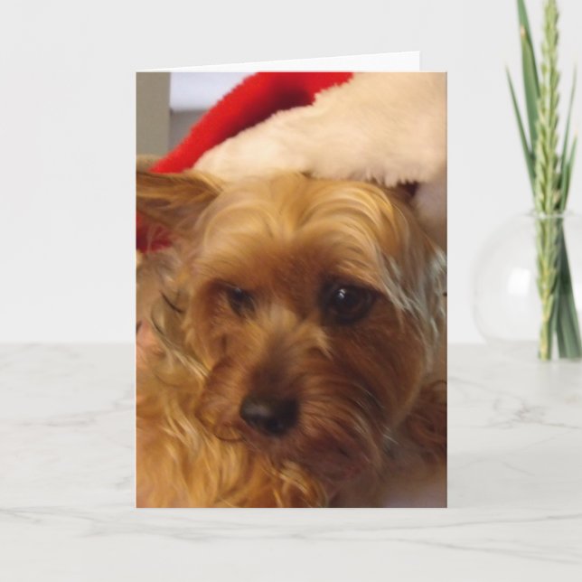 Sweet Christmas Sassy Holiday Card (Front)