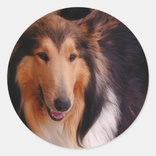 Sweet Collie Classic Round Sticker