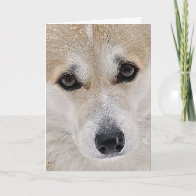 Sweet Corgi Face Card (Front)