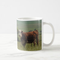 Sweet Cow in the Field 