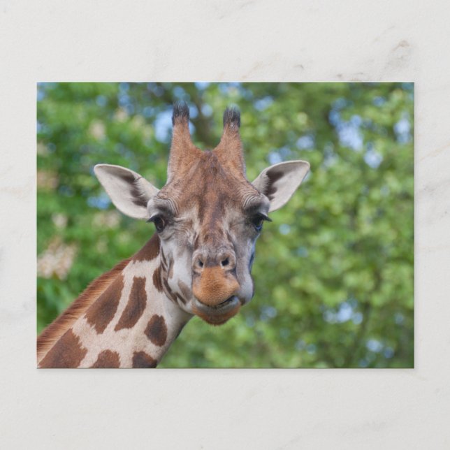 Sweet Curios Giraffe Postcard (Front)