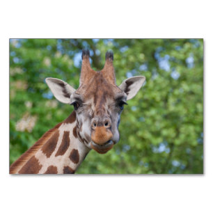 Sweet Curios Giraffe Table Number