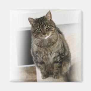 Sweet, cute, friendly cat  Magnet