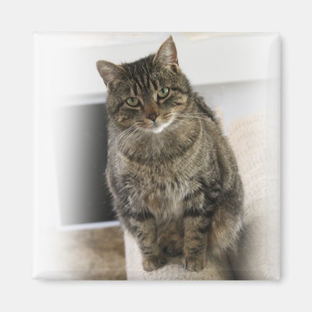 Sweet, cute, friendly cat  Magnet (Front)