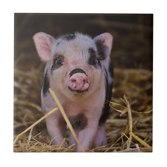Sweet Cute Pig Ceramic Tile (Front)